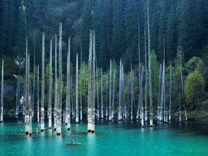 高大的薄树从山湖的浅蓝色水域中浮现出来。
