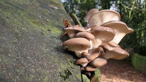 一群牡蛎蘑菇