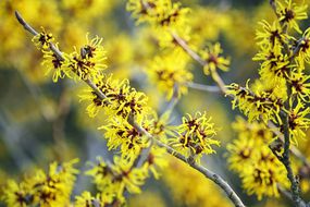 盛开的黄色花的巫婆榛树灌木特写镜头