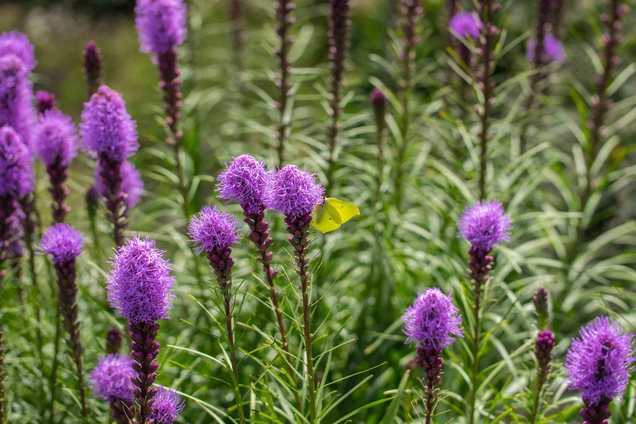 慧心(Liatris spicata)