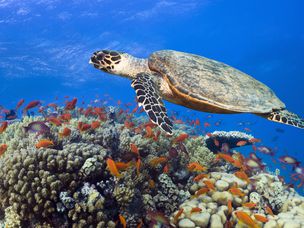 鹰龟在红海的珊瑚礁上游泳
