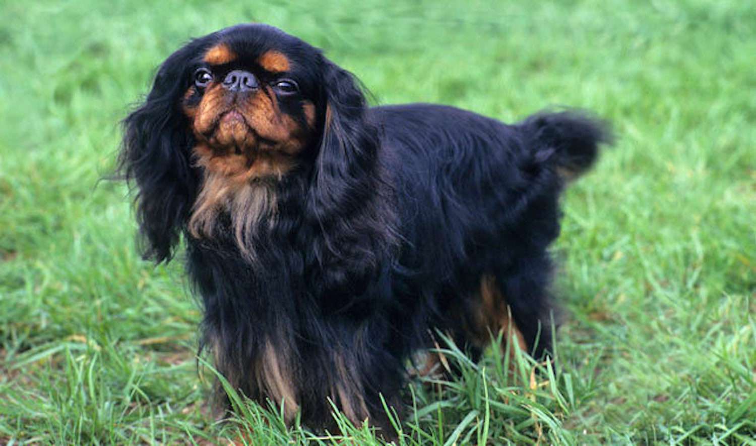 黑色的英国玩具猎犬，棕色的脸站在绿色的草地上＂width=