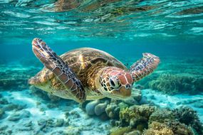 一只绿海龟在大堡礁游泳。＂width=