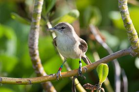 millerbird栖息在树上