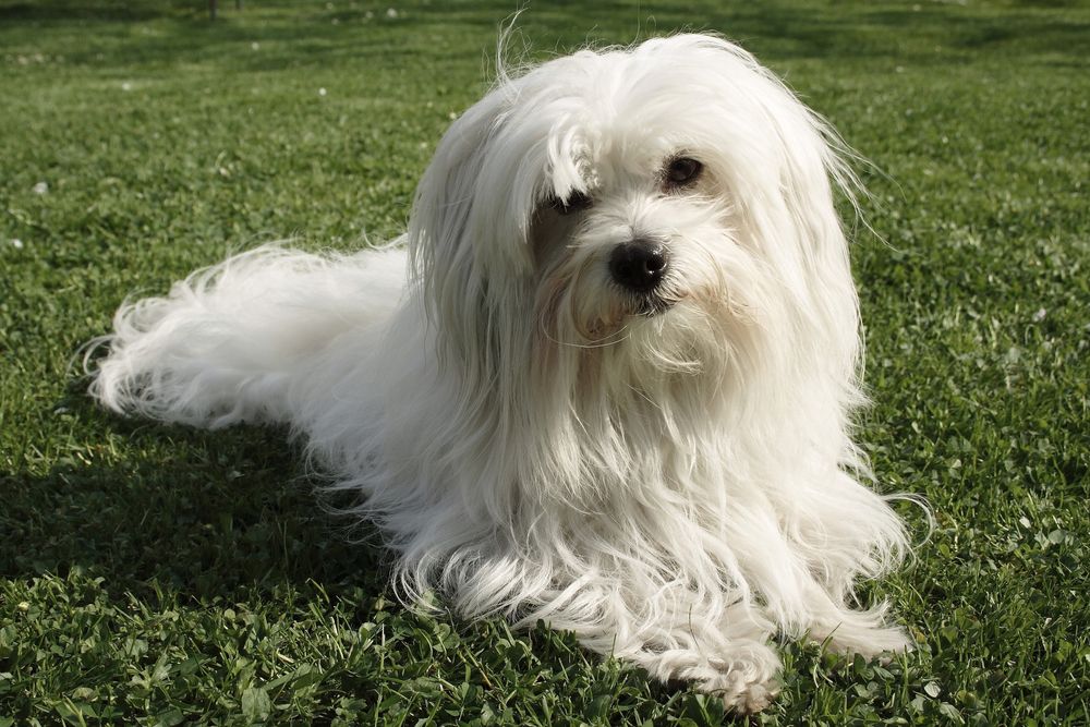 白色的科顿·德·图利尔狗躺在绿色的草地上