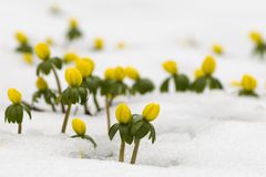 黄色的花从雪中戳出来