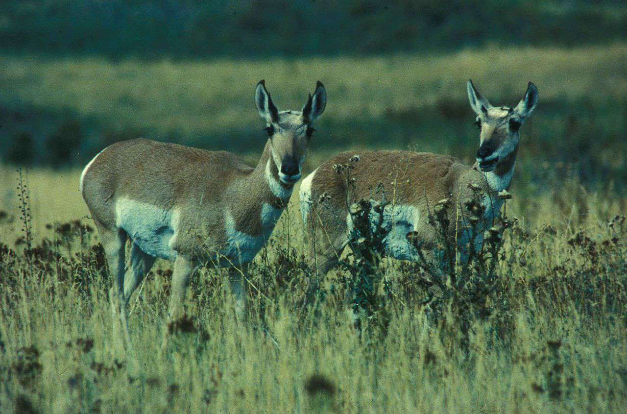 两只索诺兰叉角羚站在高高的草丛中＂width=