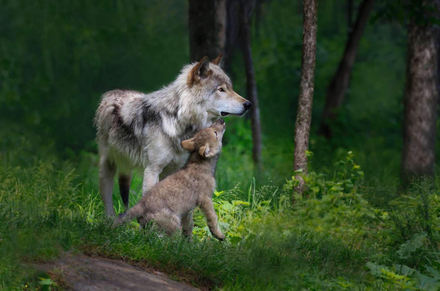 灰狼妈妈带着她的幼崽站在森林里，森林里有高高的绿草