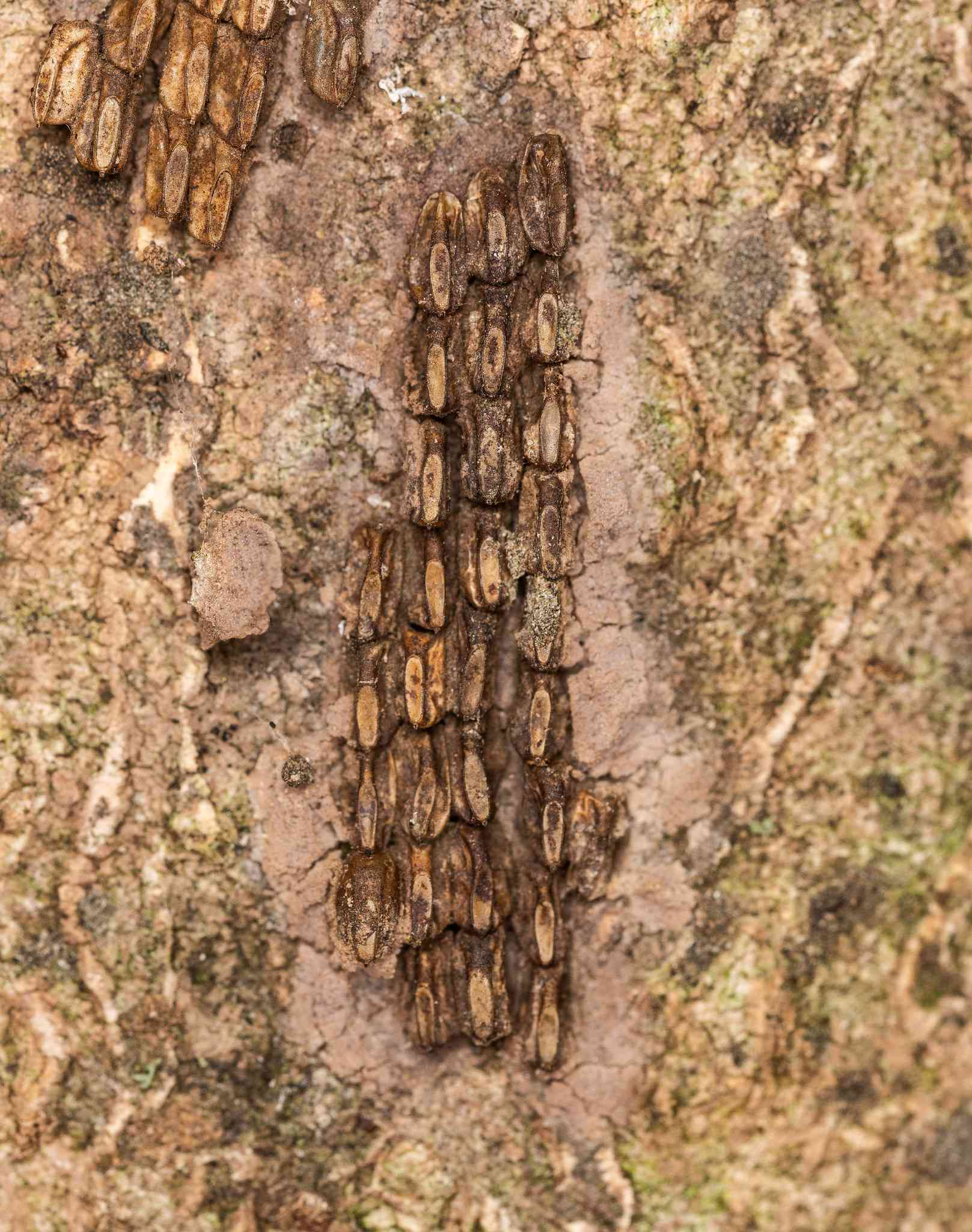 在宾夕法尼亚州lanternfly蛋质量在树上