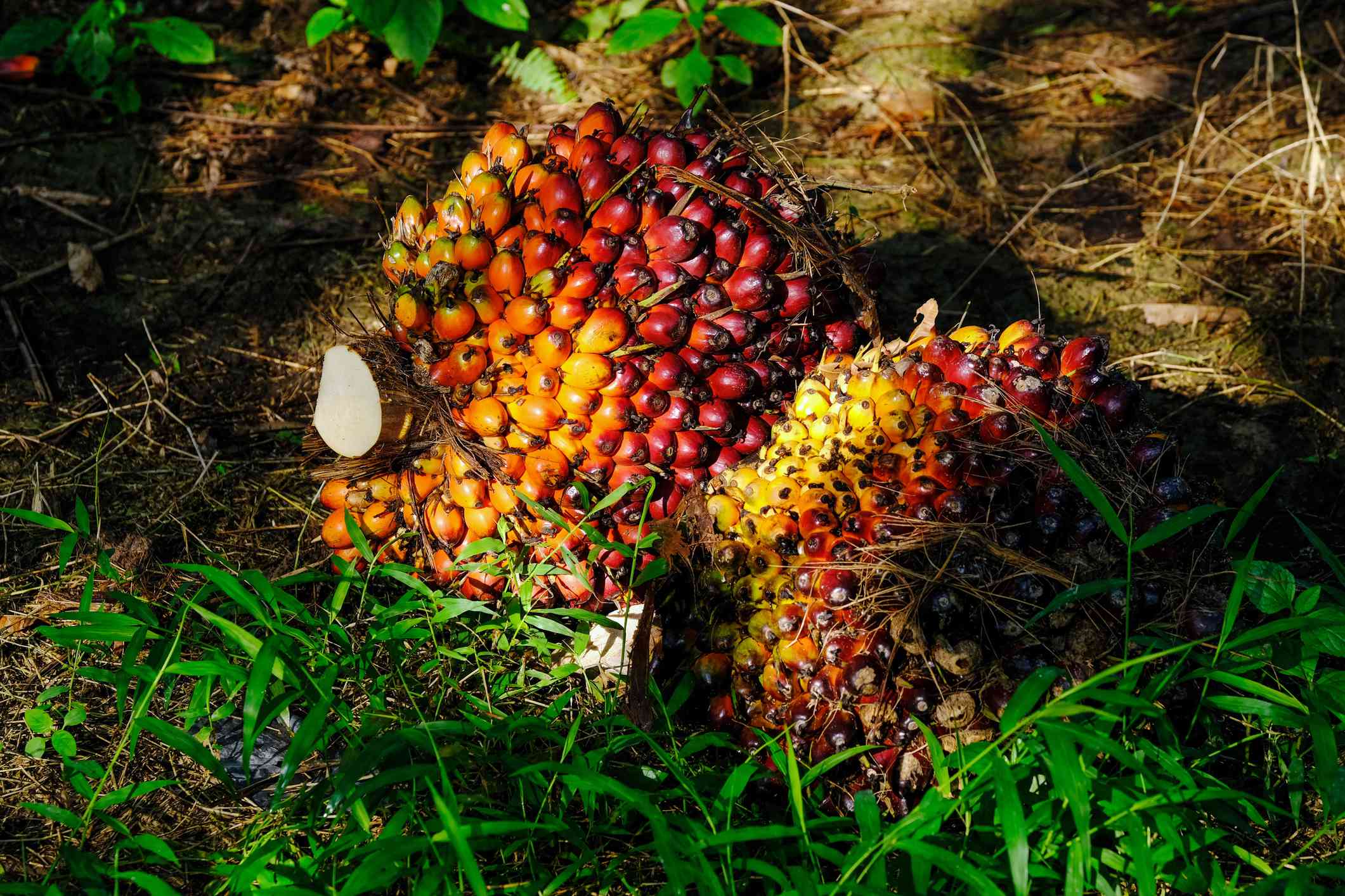 地上的棕榈油水果在一个种植园。
