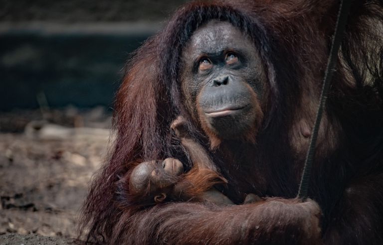 Bornean-orangutan-baby-with-mom-Chester-Zoo