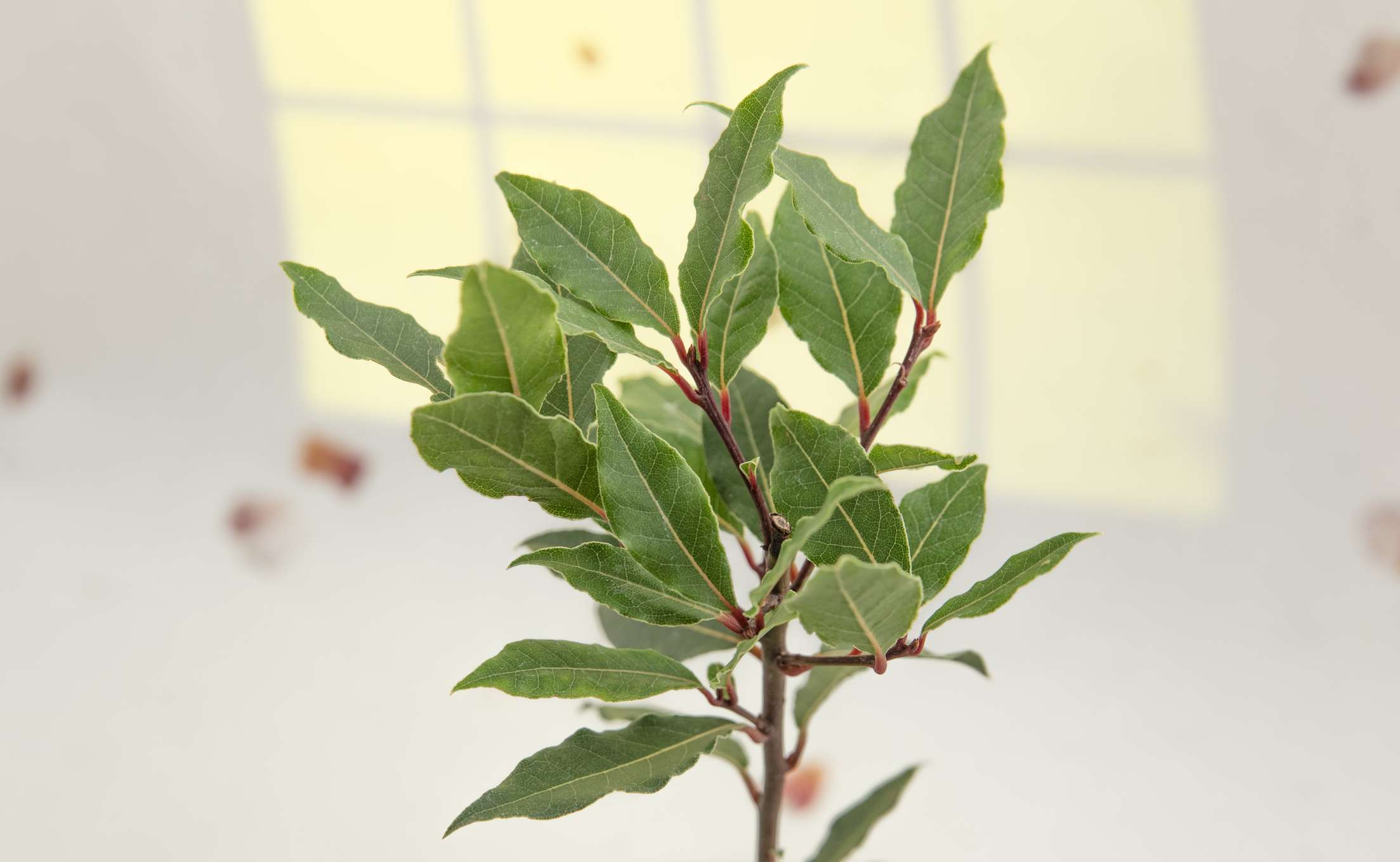 室内月桂植物