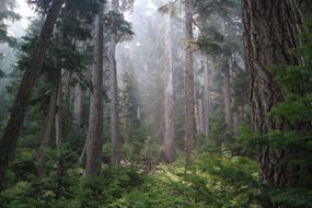 不列颠哥伦比亚省古老的生长森林