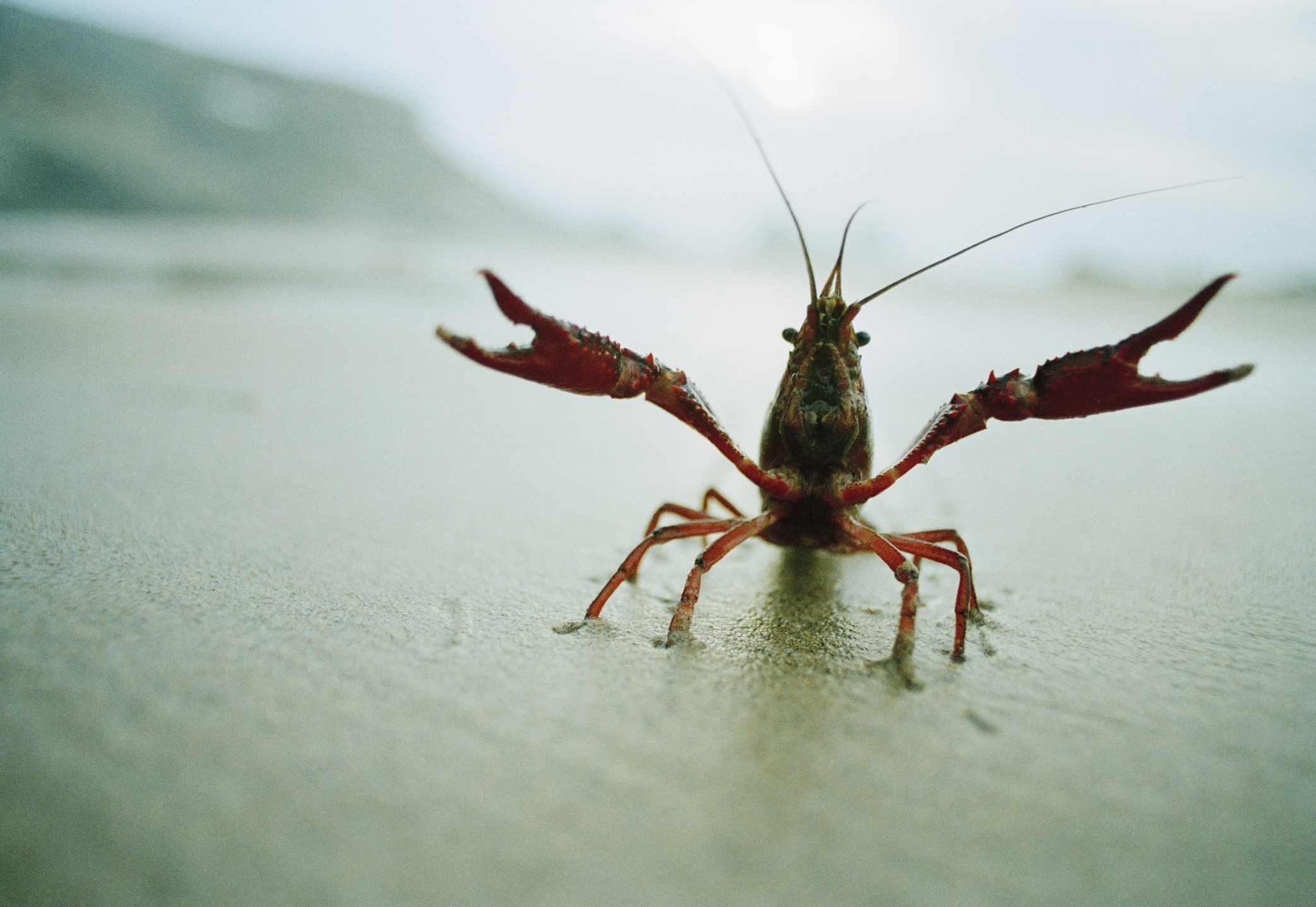 小龙虾走在海滩上用爪子向外扩展。”width=