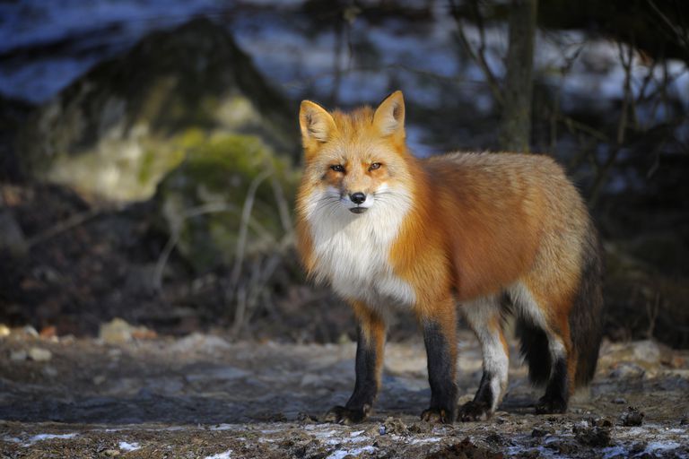 红狐，Vulpes Vulpes＂class=