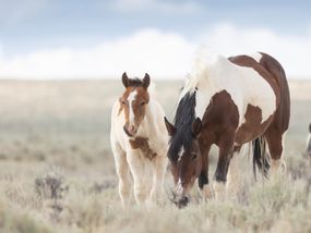 母马和小马驹在蓝天下的开阔牧场上吃草