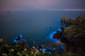 台湾的蓝泪生物发光藻
