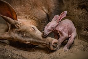 aardvark婴儿多比和妈妈“width=