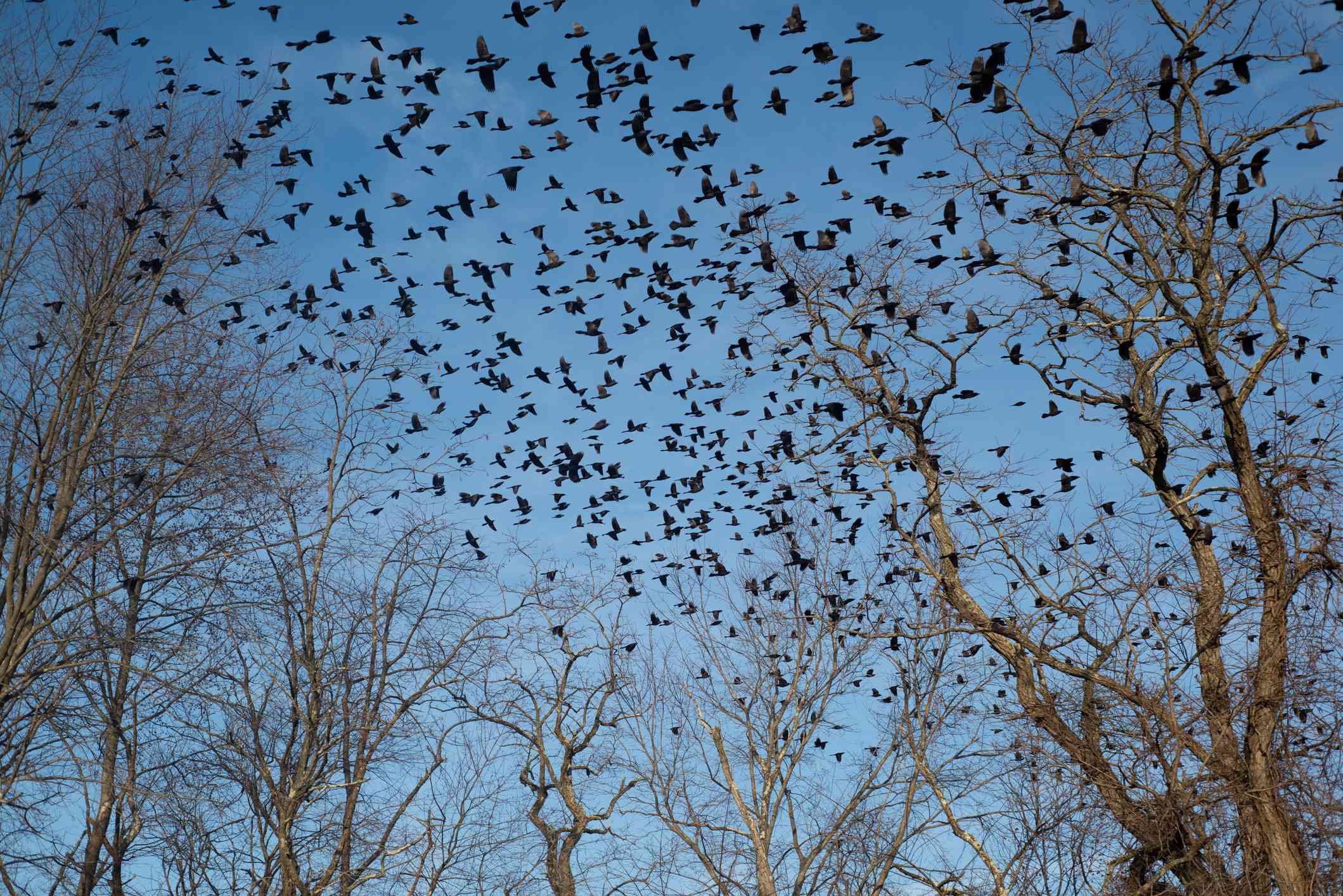 鸟类在晴朗的蓝天下飞行的低角度视图，新泽西州，美国，美国＂width=