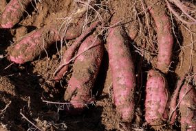 成熟的红薯露出一半的根，埋在泥土里＂width=