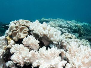 柔软的珊瑚珊瑚漂白在大屏障礁上