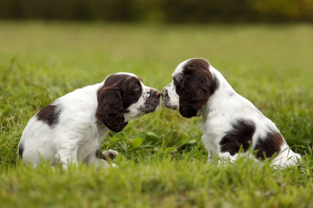 两只小狗在草地上玩耍