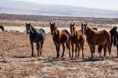 美国犹他州奥纳基野马群的马。