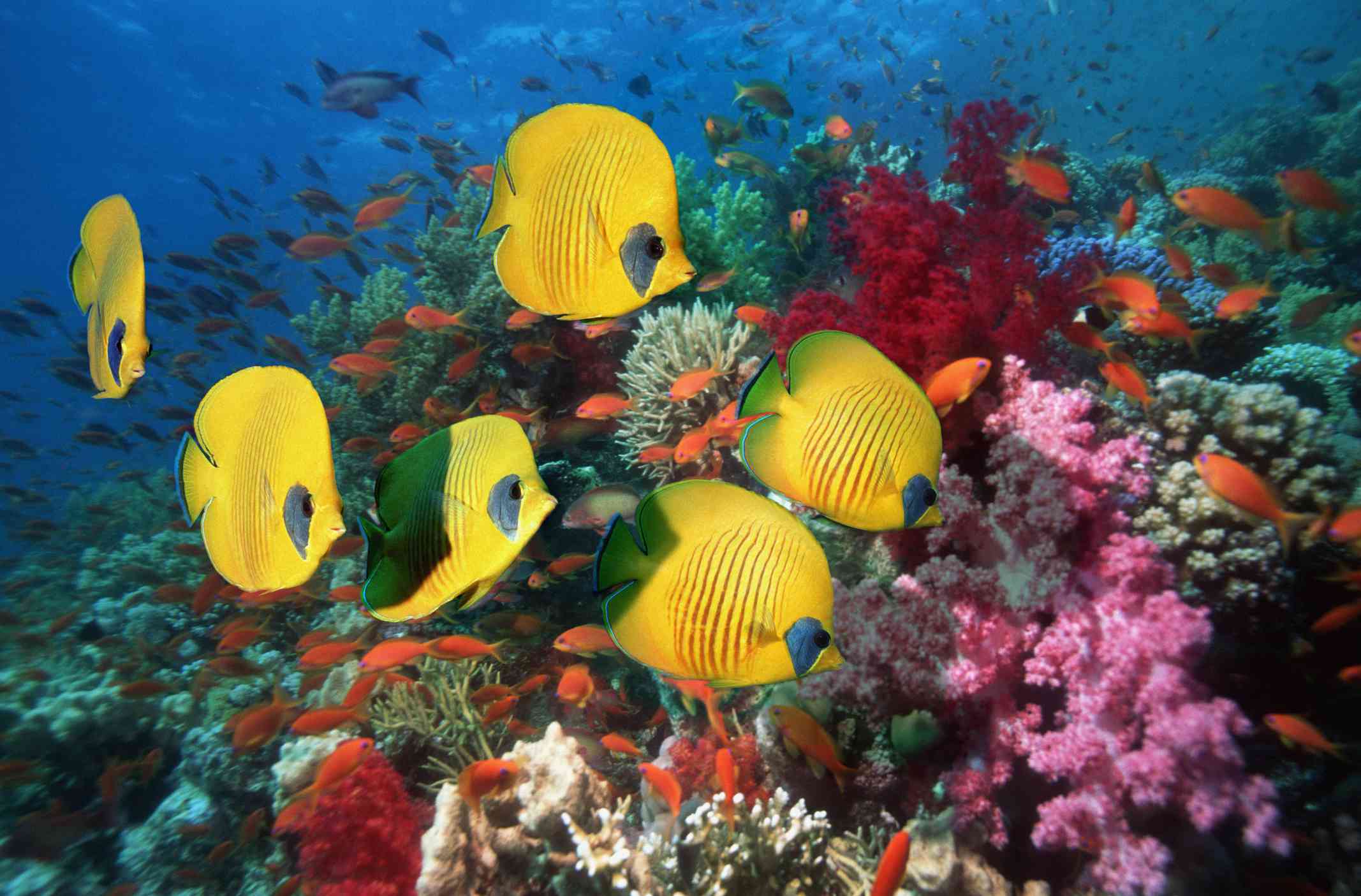 六条金色的蝴蝶鱼在布满粉红色、绿色、红色和蓝色珊瑚的珊瑚礁上