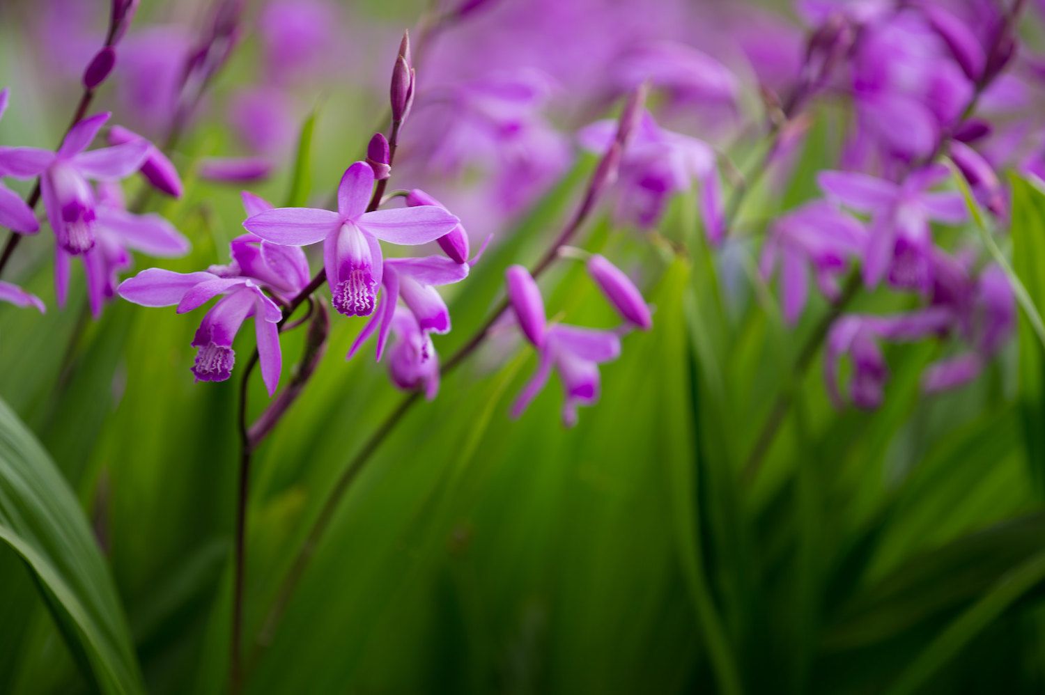 小的紫色花聚集在草地背景下“width=