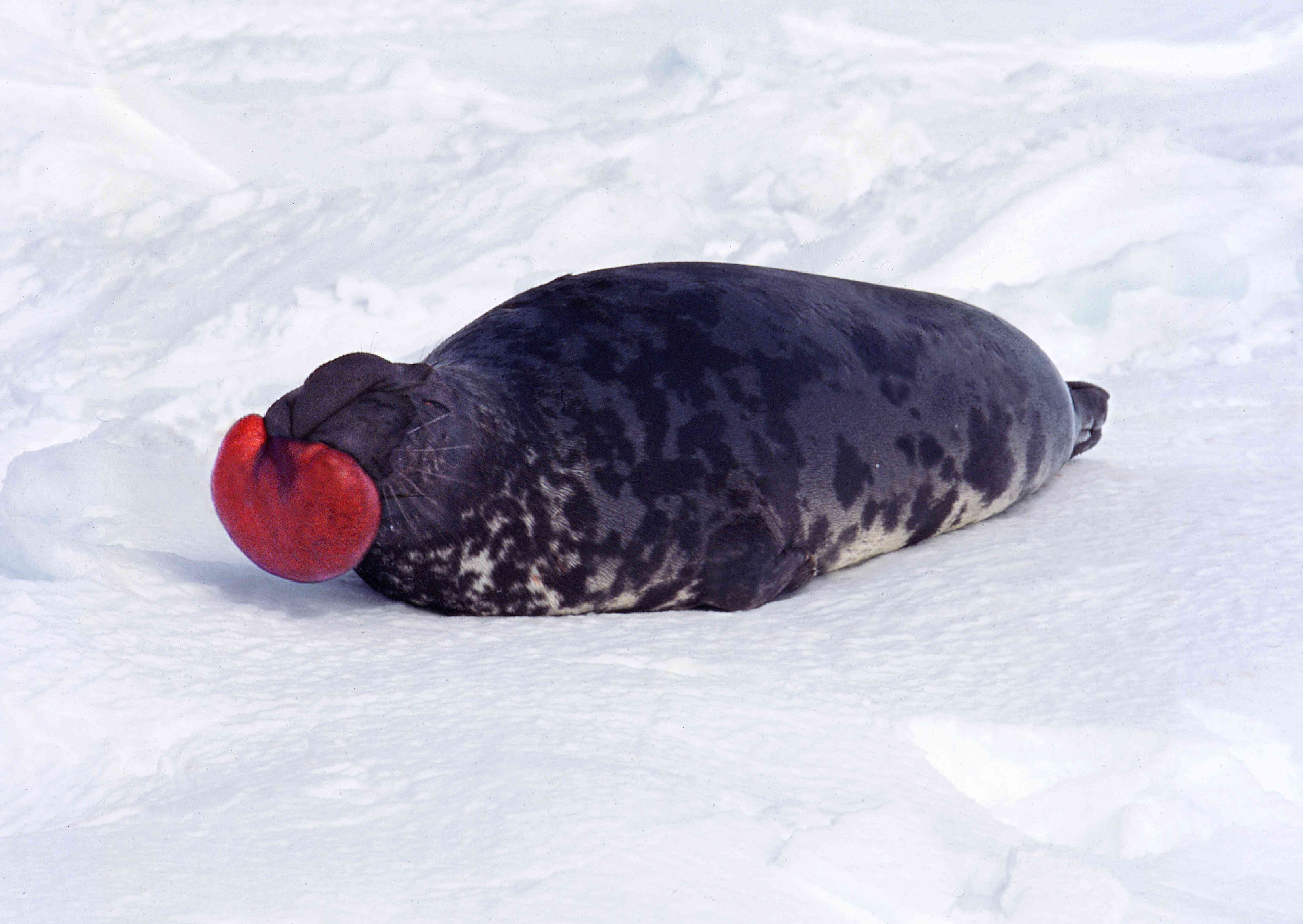 加拿大魁北克省的马格达莱纳岛，戴头巾的海豹，冠状囊海豹，雄性站在浮冰上。在繁殖季节，当受到威胁时，头巾和薄膜被用来展示攻击性，并作为一种警告＂width=