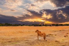 母狮在日落时站在非洲稀树草原。