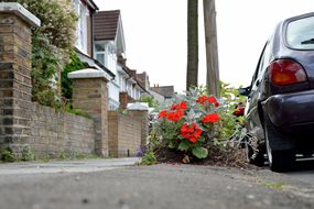 游击园艺 - 鲜花在伦敦的一条郊区道路上亮起。“width=