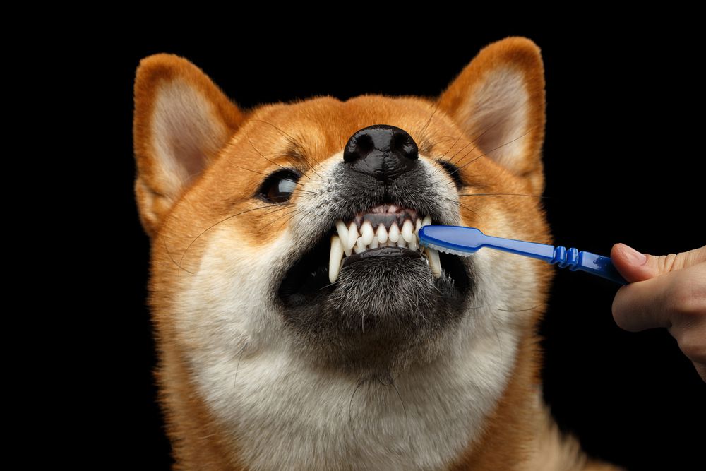 狗刷牙