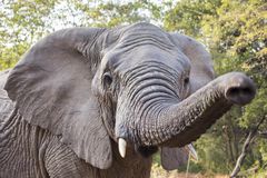 非洲大象向相机伸出