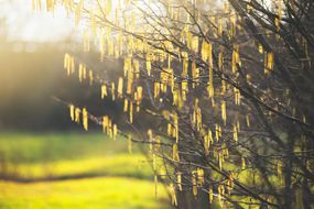 春天自然背景与惊人的桤木柳絮盛开