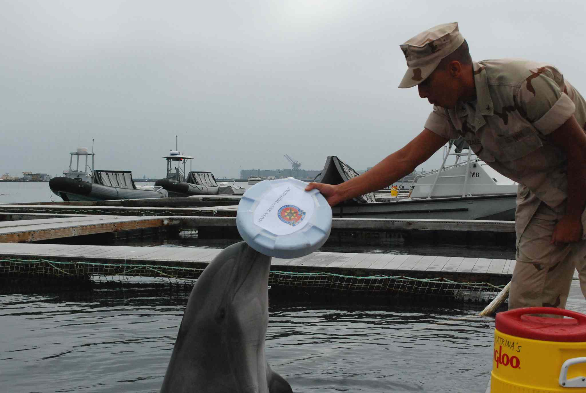 海洋哺乳动物饲养员训练白盘海豚