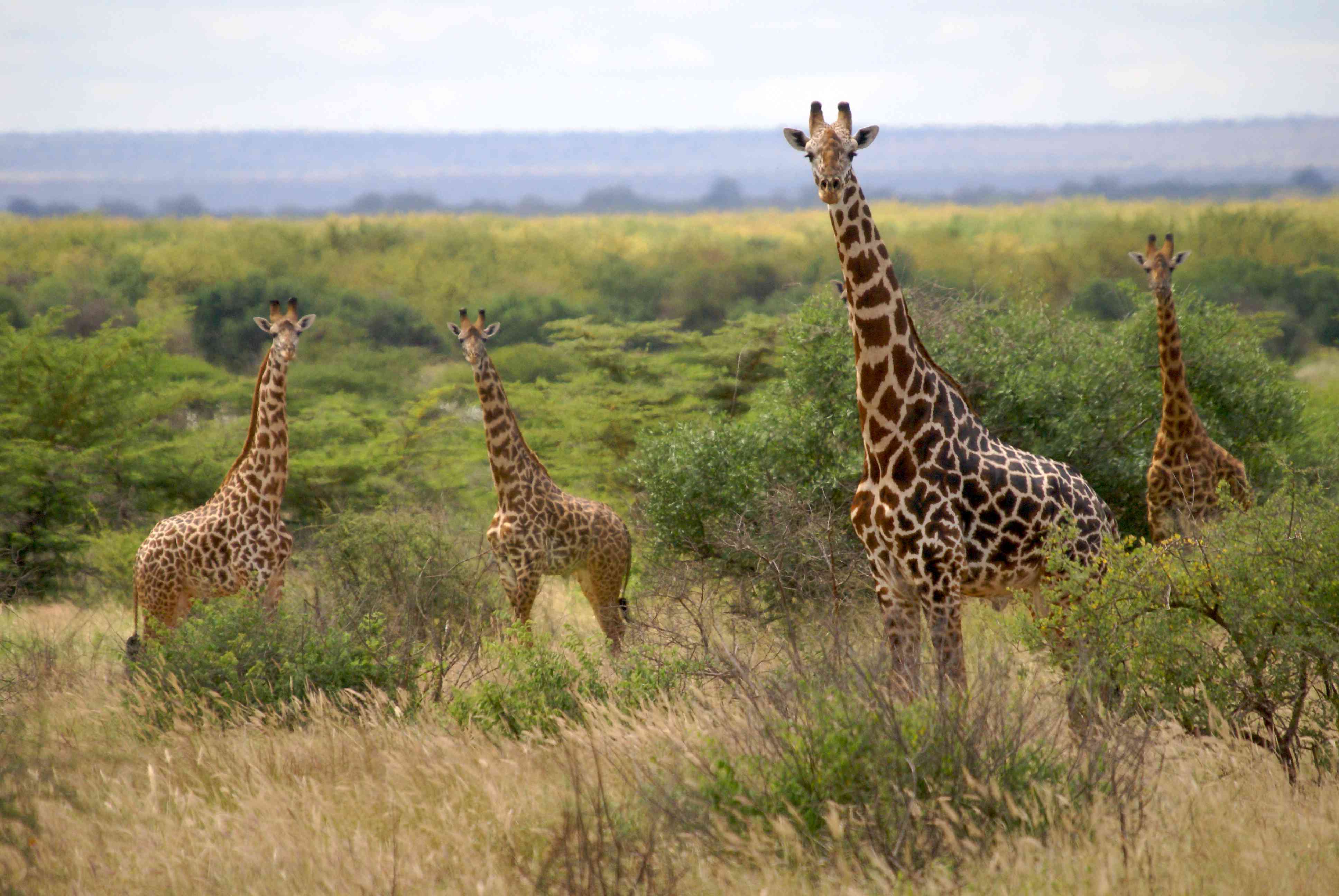 坦桑尼亚姆科马齐国家公园的一群长颈鹿