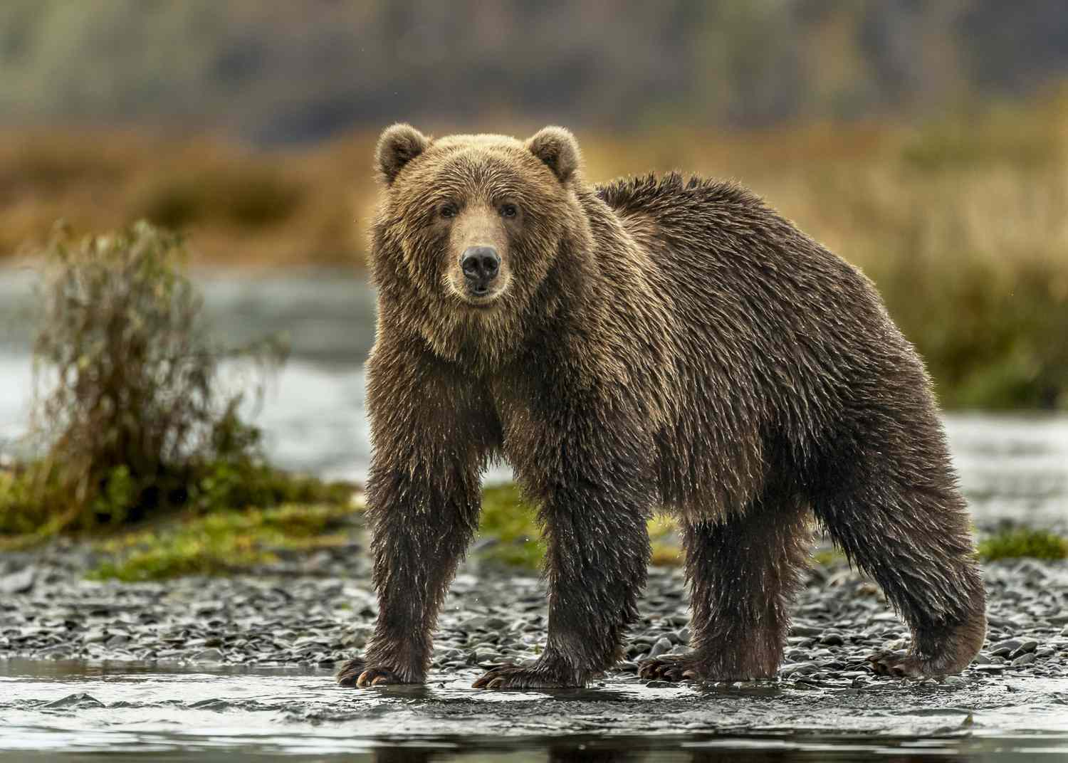 一只棕色、毛茸茸的科迪亚克灰熊站在水边。