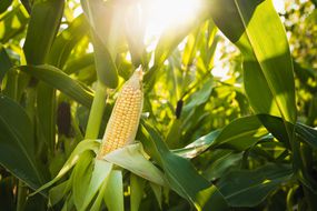 近距离的食物玉米在绿色田野,阳光明媚的户外背景