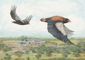 Bateleur Eagle, Terathopius ecaudatus，津巴布韦＂width=