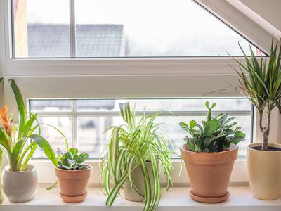 5室内植物,干净的空气在窗口
