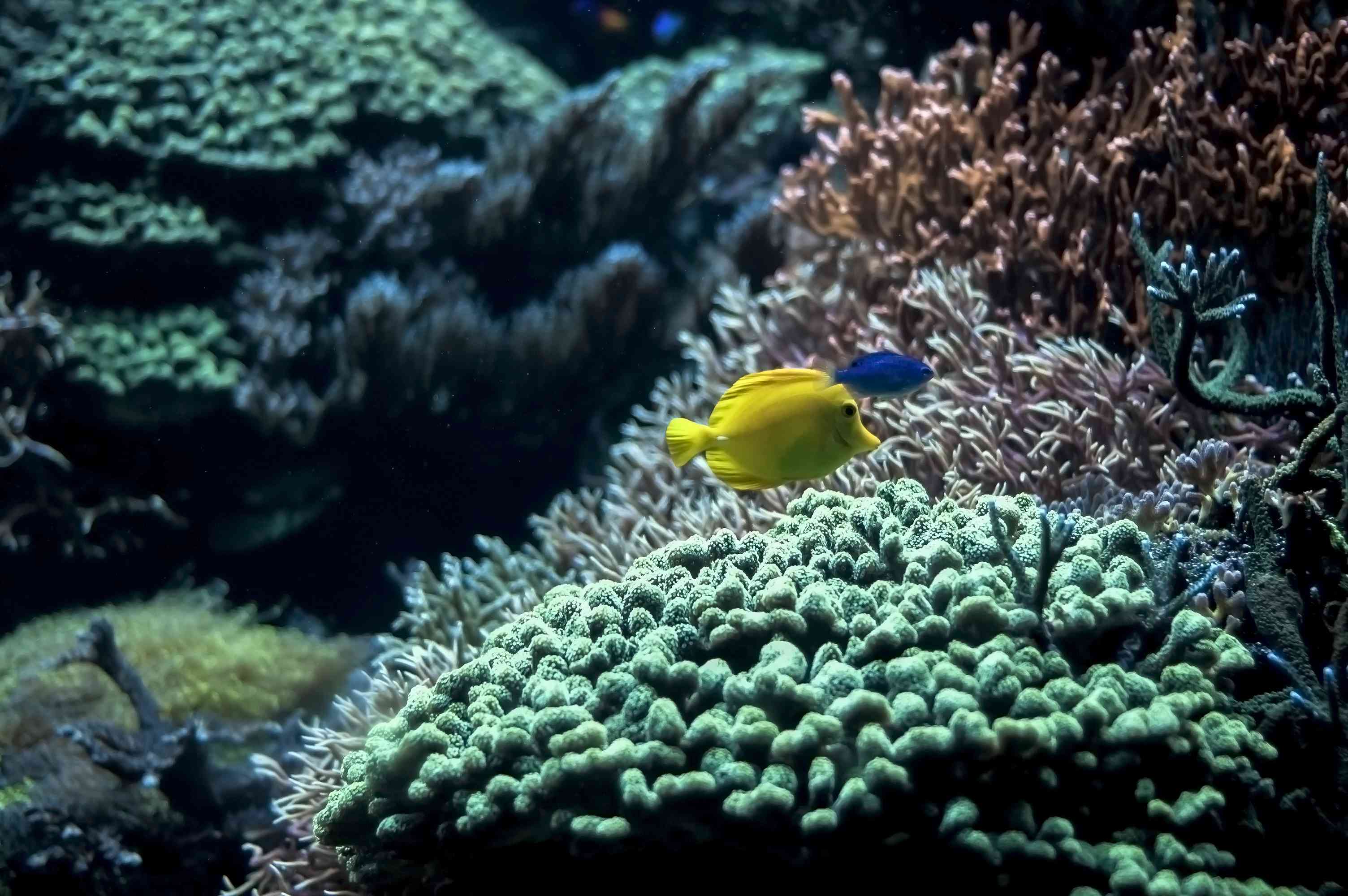 一只黄色的鱼沿着绿色和橙色的大珊瑚礁游动