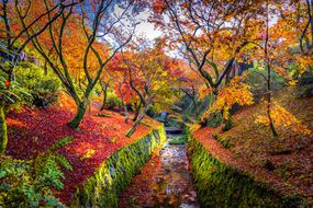明亮的橙色枫树的运河两岸石墙下面覆盖着绿色的苔藓和地面覆盖了橙色和红色树叶在京都