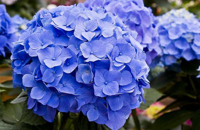 BlueHydrangea