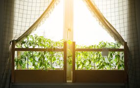 阳台上的番茄幼苗，窗台上。在家种植有机蔬菜。农村生活。
