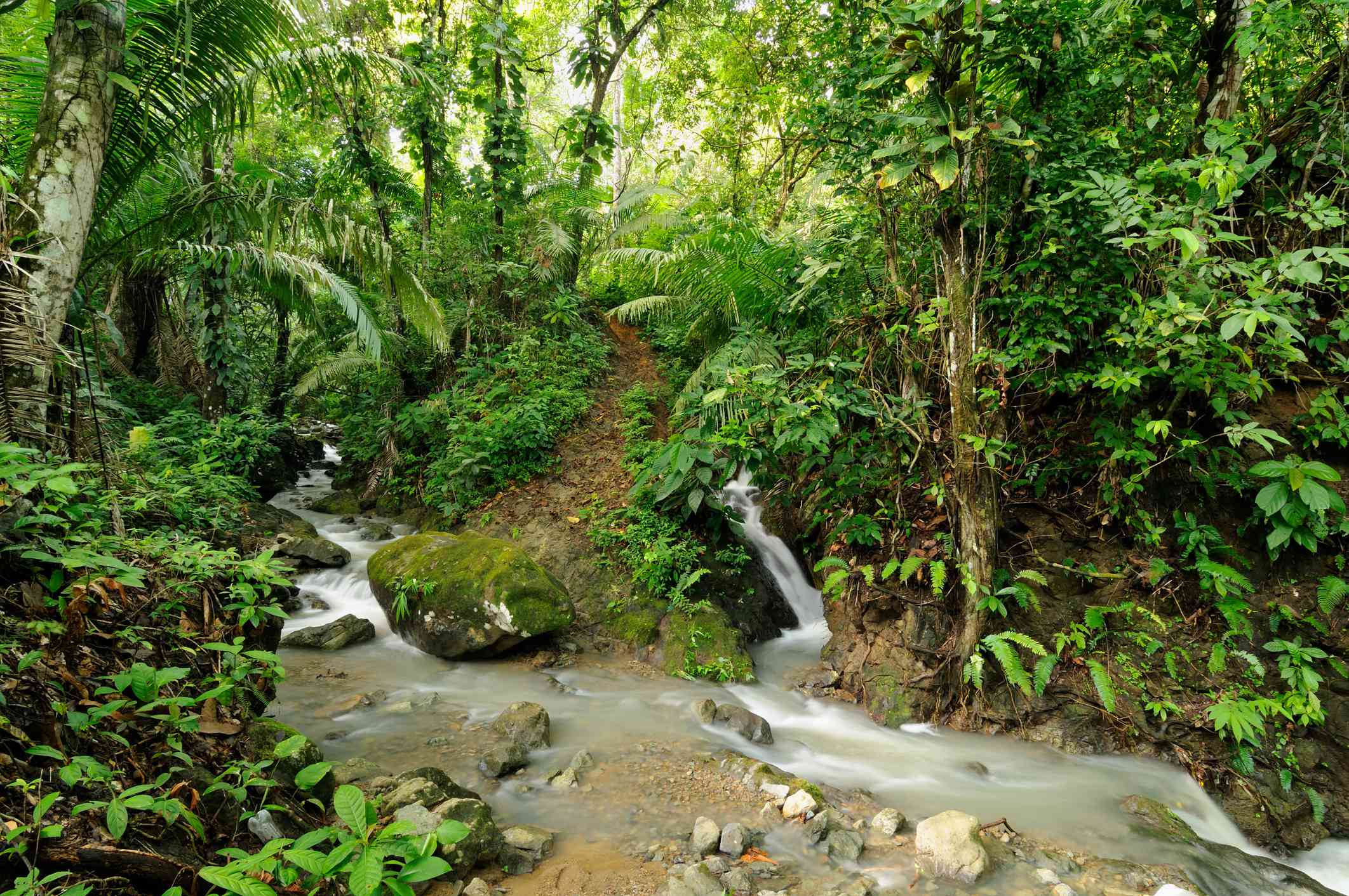 哥伦比亚和巴拿马边境附近的达连丛林
