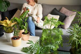 女人坐在沙发上，被室内植物包围着，包括诺福克松树，Croton，ZZ和Jade“width=