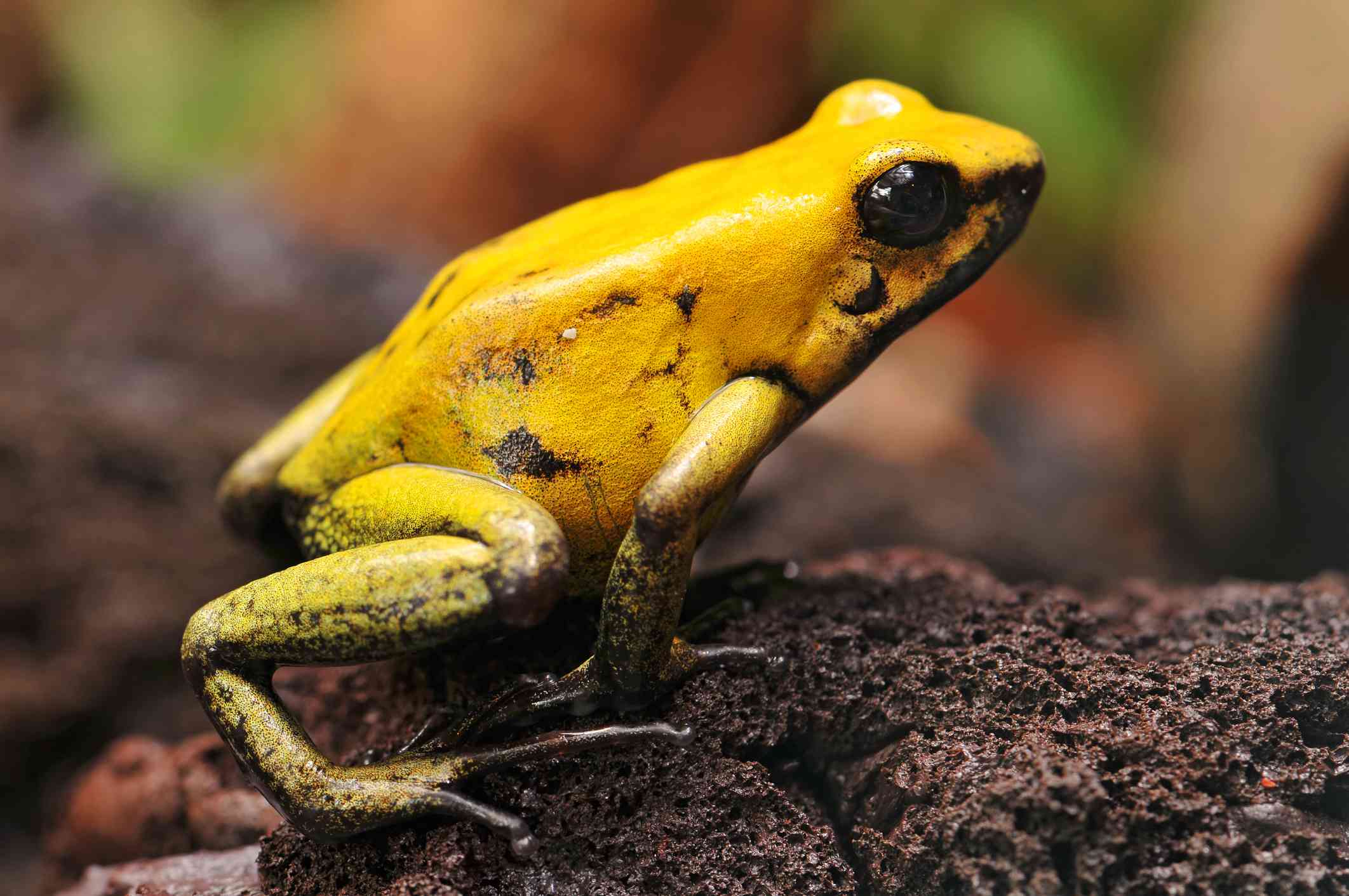 亮黄色的金镖蛙坐在土堆在跳位置。”width=