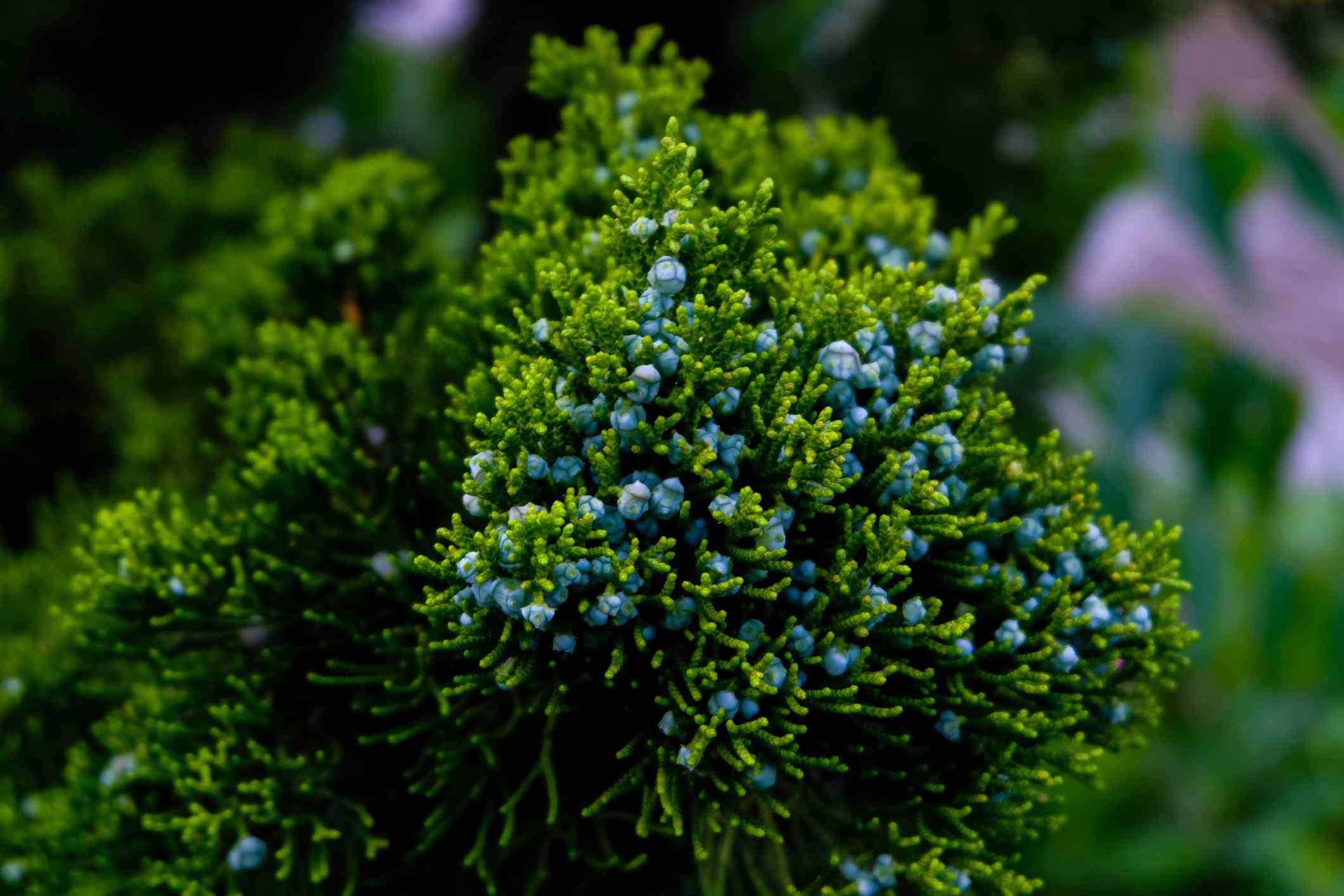 东部红雪松(Juniperus virginia)