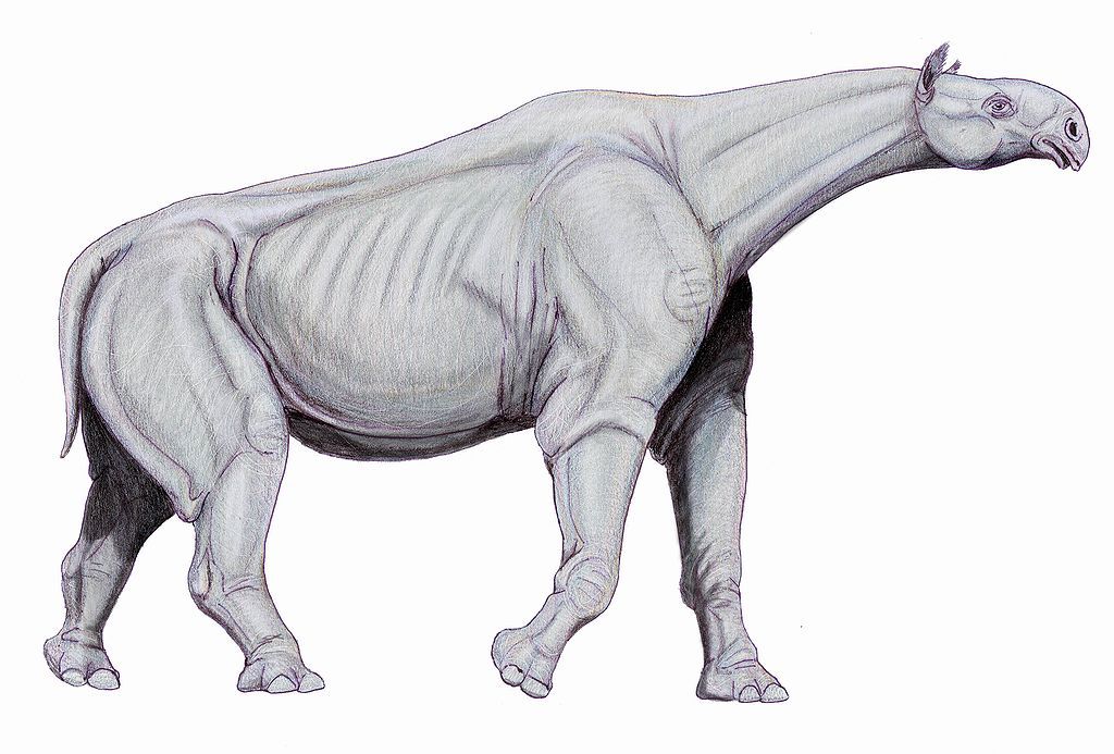 Paraceratherium画